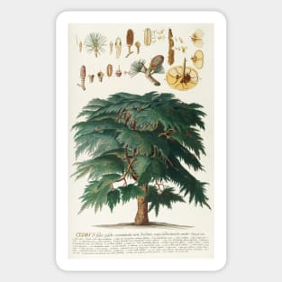 Cedar - Cedrus - botanical illustration Sticker